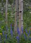 USA, Wyoming. Aspen trunks and lupine wildflowers, Teton Mountains Art Print